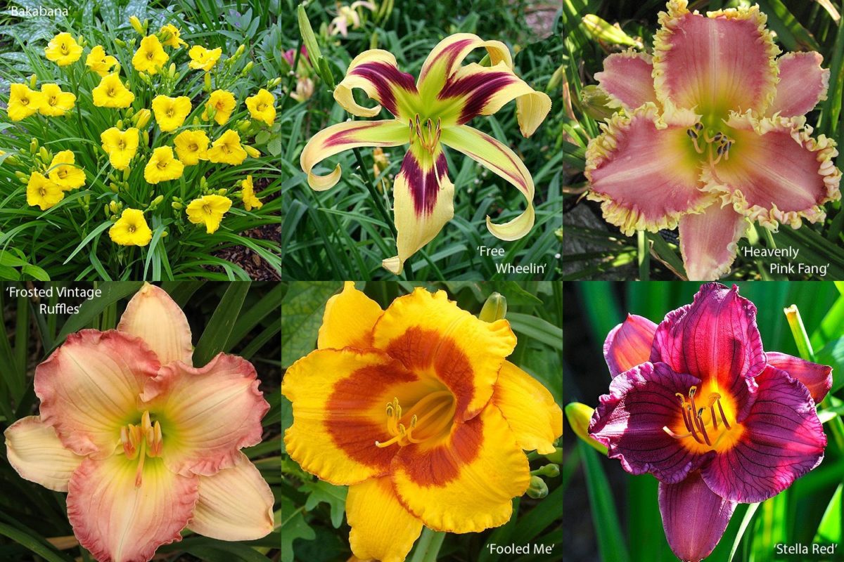 FLORIANA Collection Hemerocallis (5pz.)