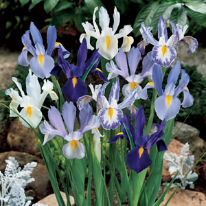 FLORIANA Collection Iris (80/+ bulbi)