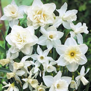 FLORIANA Collection Narcisi predominante bianco (50 bulbi)