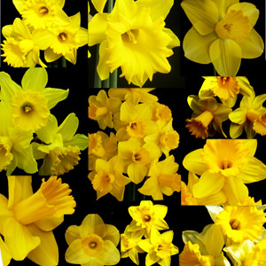 FLORIANA Collection Narcisi predominante giallo (50 bulbi)