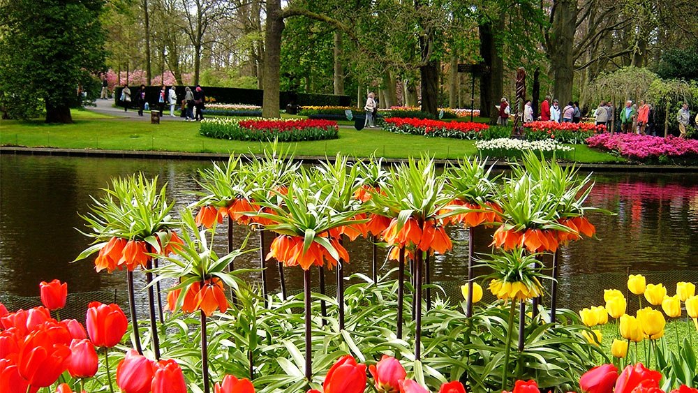 FLORIANA Selection Bulbose a fiore grande (30 bulbi)