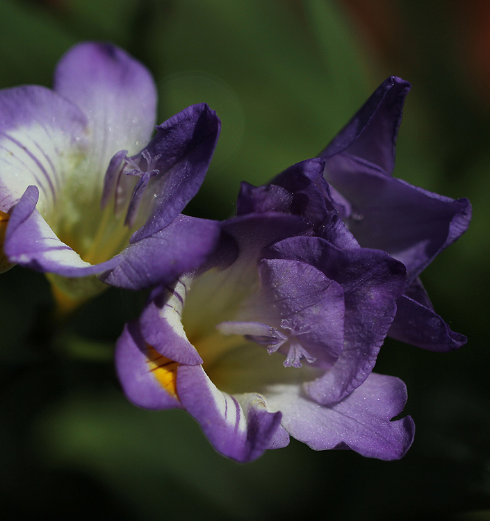 Freesia ROYAL BLUE (simple dark blue)