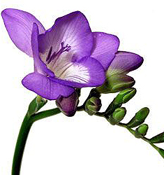 Freesia ROYAL BLUE (simple dark blue)