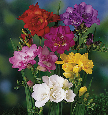 Freesia miscuglio a fiore doppio
