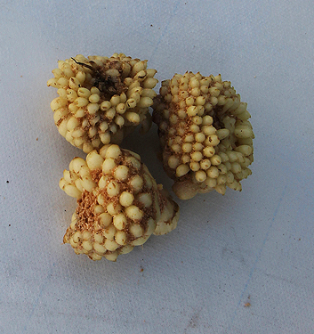 Fritillaria camschatcensis