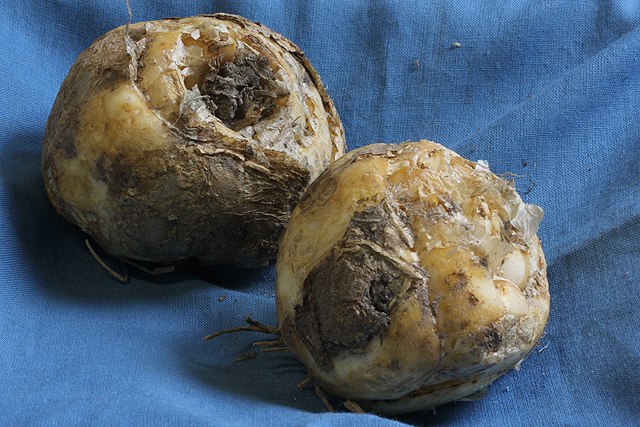 Fritillaria imperialis PROLIFERA