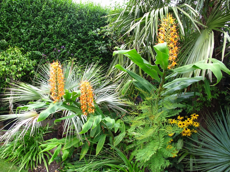 Floriana Selection TROPICAL BIG (25/+ bulbi)