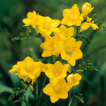 Freesia MAGDALENA (semplice gialla)