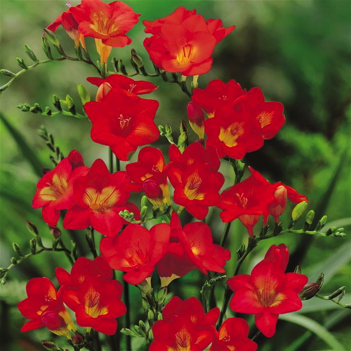 Freesia RED LION (semplice rossa)