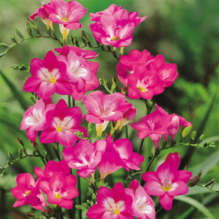 Freesia ROSALINDE (semplice rosa)