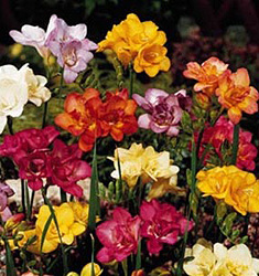Freesia miscuglio a fiore doppio