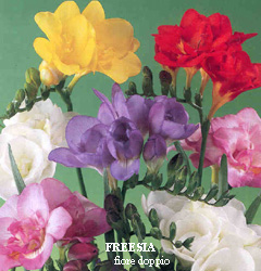 Freesia miscuglio a fiore doppio (dubbel)