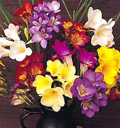 Freesia miscuglio a fiore semplice