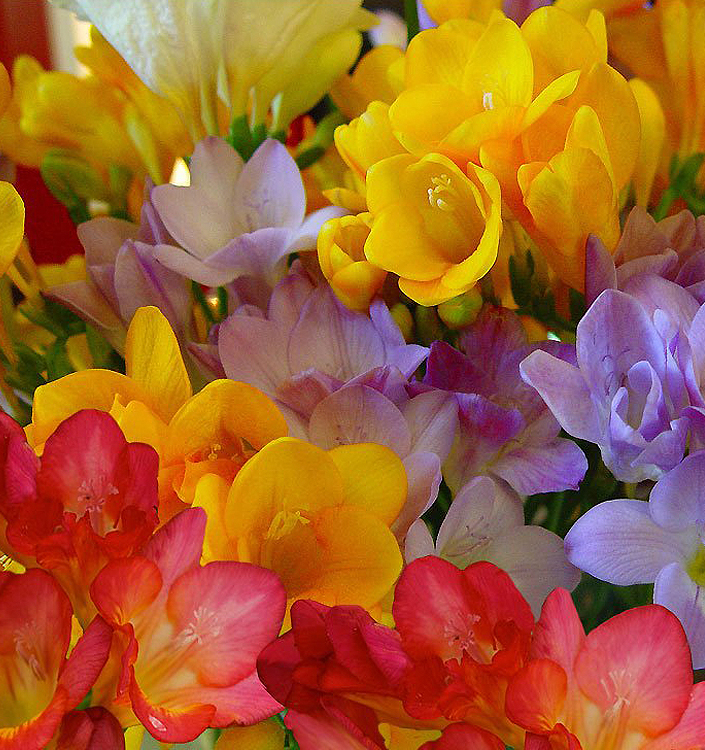 Freesia miscuglio a fiore semplice