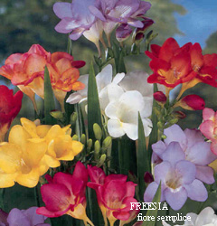 Freesia miscuglio a fiore semplice (enkel)