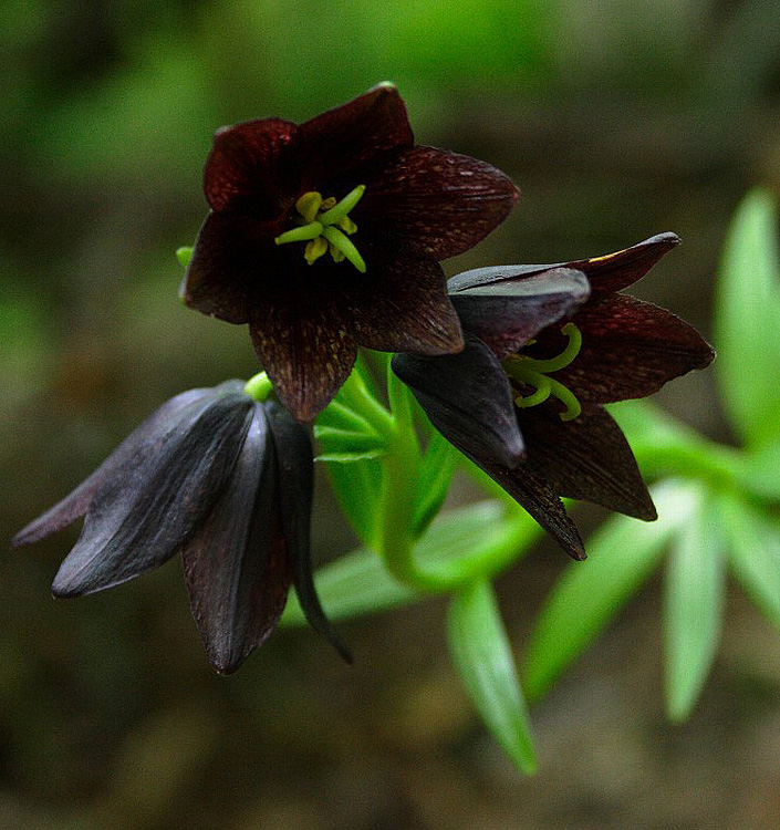 Fritillaria camschatcensis