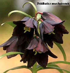 Fritillaria camschatcensis