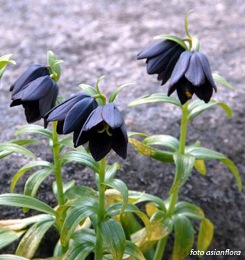 Fritillaria camschatcensis