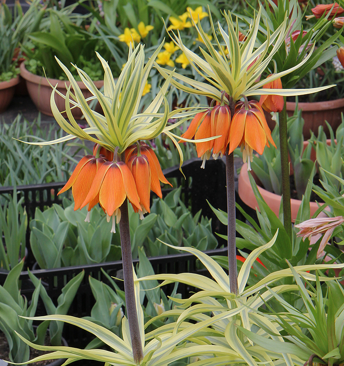 Fritillaria imperialis 'Aureomarginata'