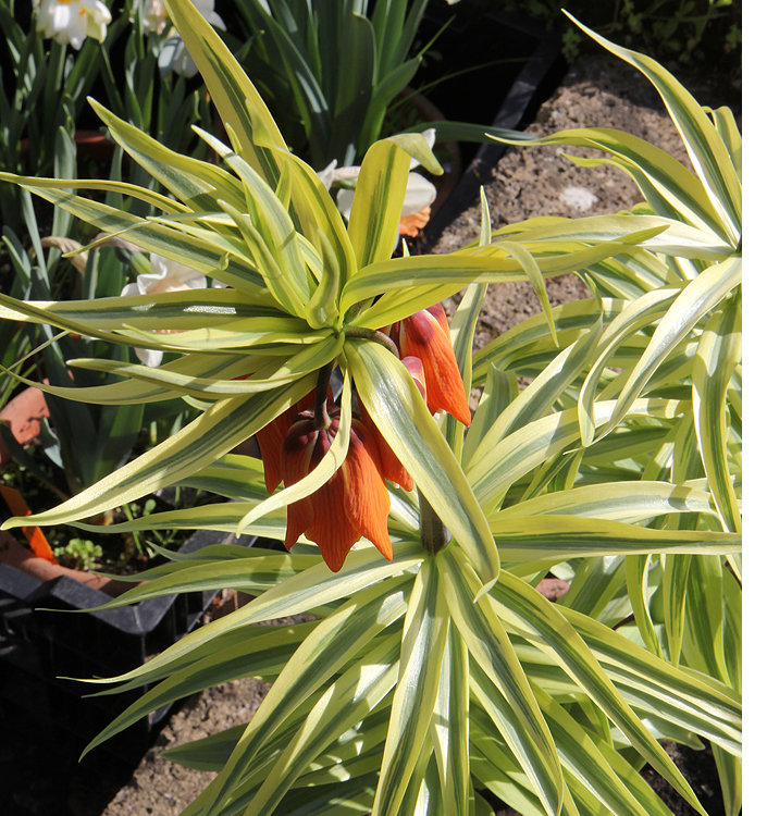 Fritillaria imperialis 'Aureomarginata'