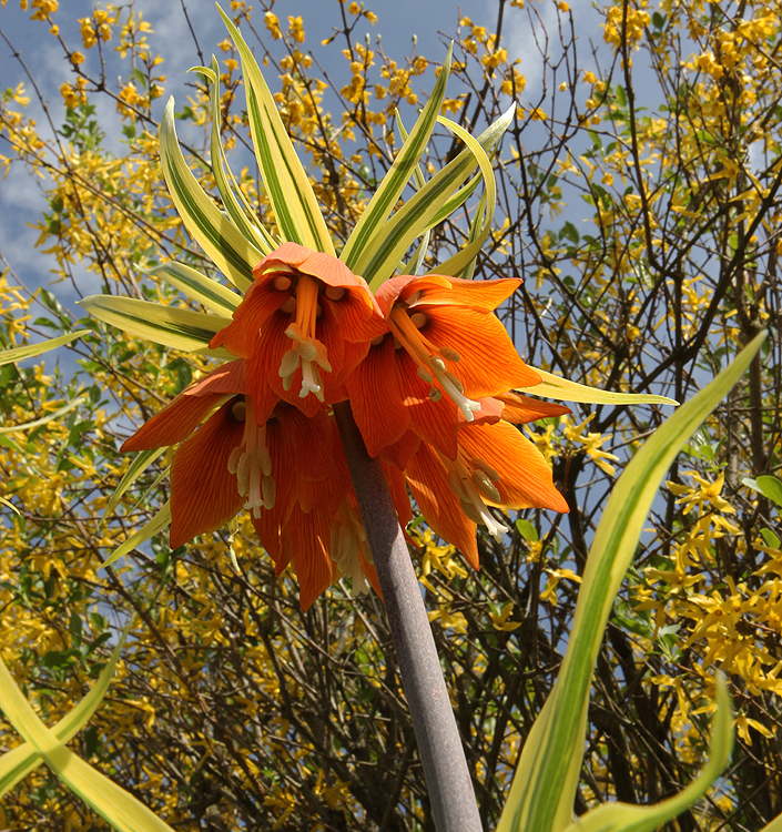 Fritillaria imperialis 'Aureomarginata'
