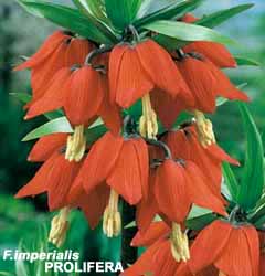 Fritillaria imperialis PROLIFERA