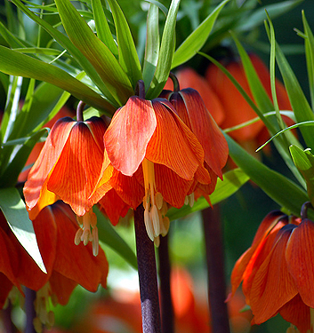 Fritillaria imperialis RUBRA MAXIMA