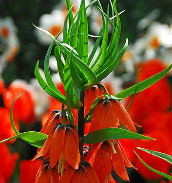 Fritillaria imperialis RUBRA MAXIMA