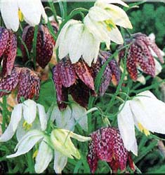 Fritillaria meleagris in miscuglio