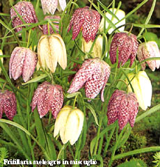 Fritillaria meleagris in miscuglio