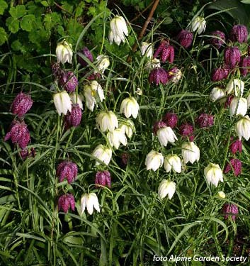 Fritillaria meleagris in miscuglio