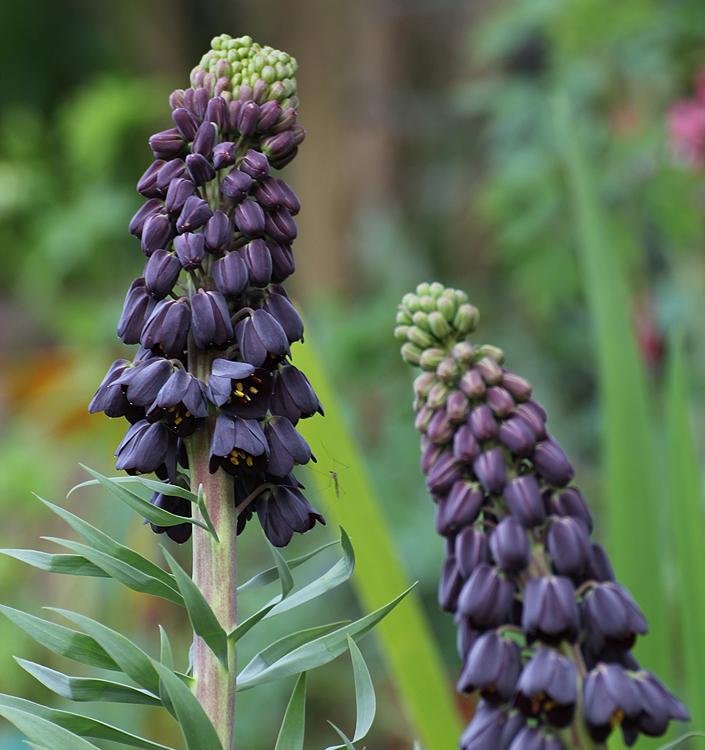 Fritillaria persica