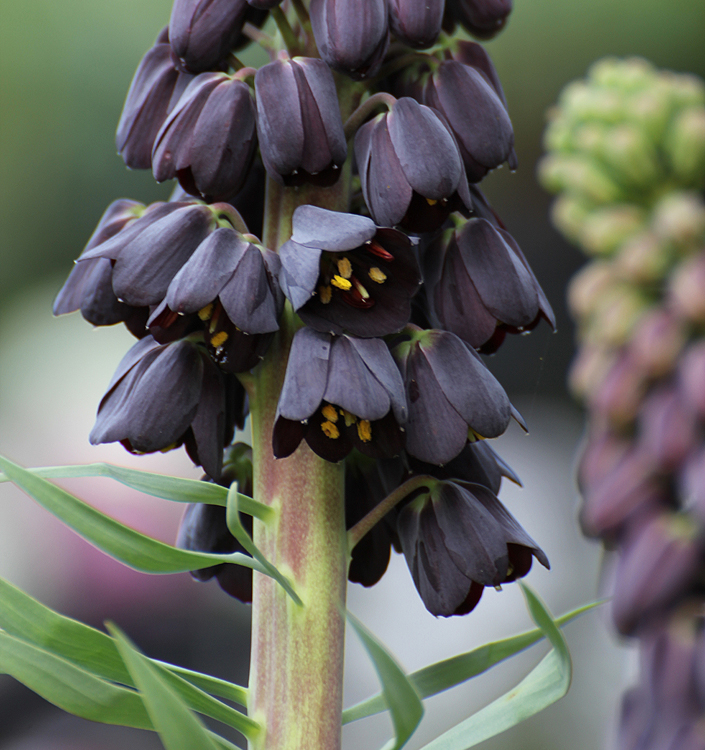 Fritillaria persica