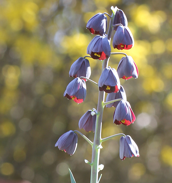 Fritillaria persica