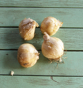 Fritillaria persica