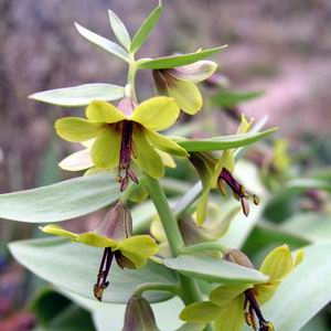 Fritillaria sewerzowii