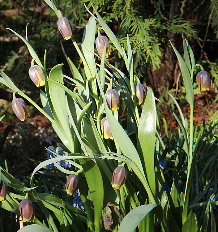 Fritillaria uva-vulpis