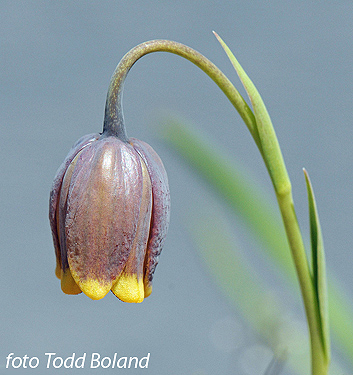 Fritillaria uva-vulpis