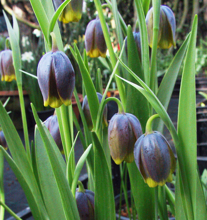 Fritillaria uva-vulpis