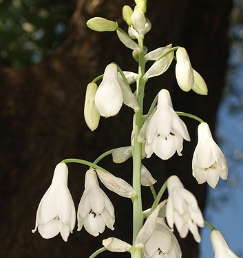 Galtonia candicans