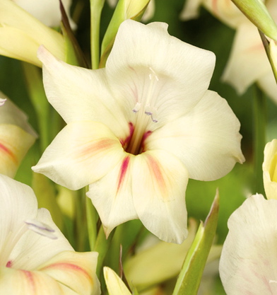 GLADIOLUS nanus HALLEY