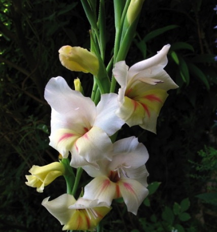 GLADIOLUS nanus HALLEY