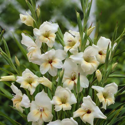 GLADIOLUS nanus HALLEY