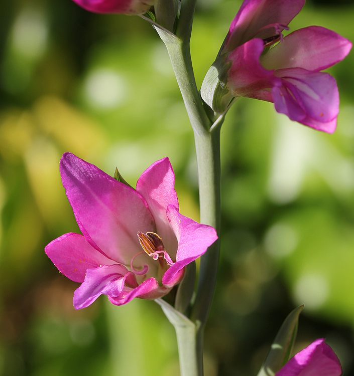 Gladiolus communis byzantinus (A)