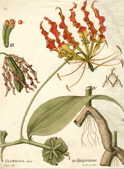 Gloriosa superba