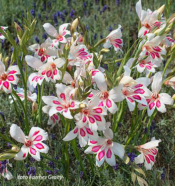 Gladiolus nanus PRINS CLAUS