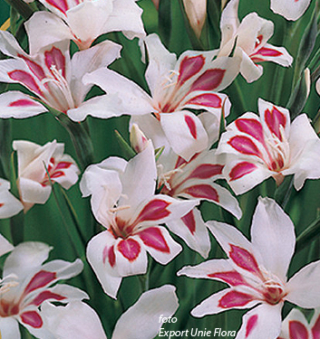 Gladiolus nanus PRINS CLAUS