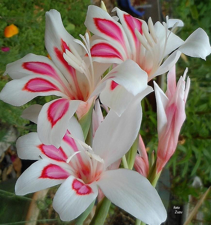 Gladiolus nanus PRINS CLAUS