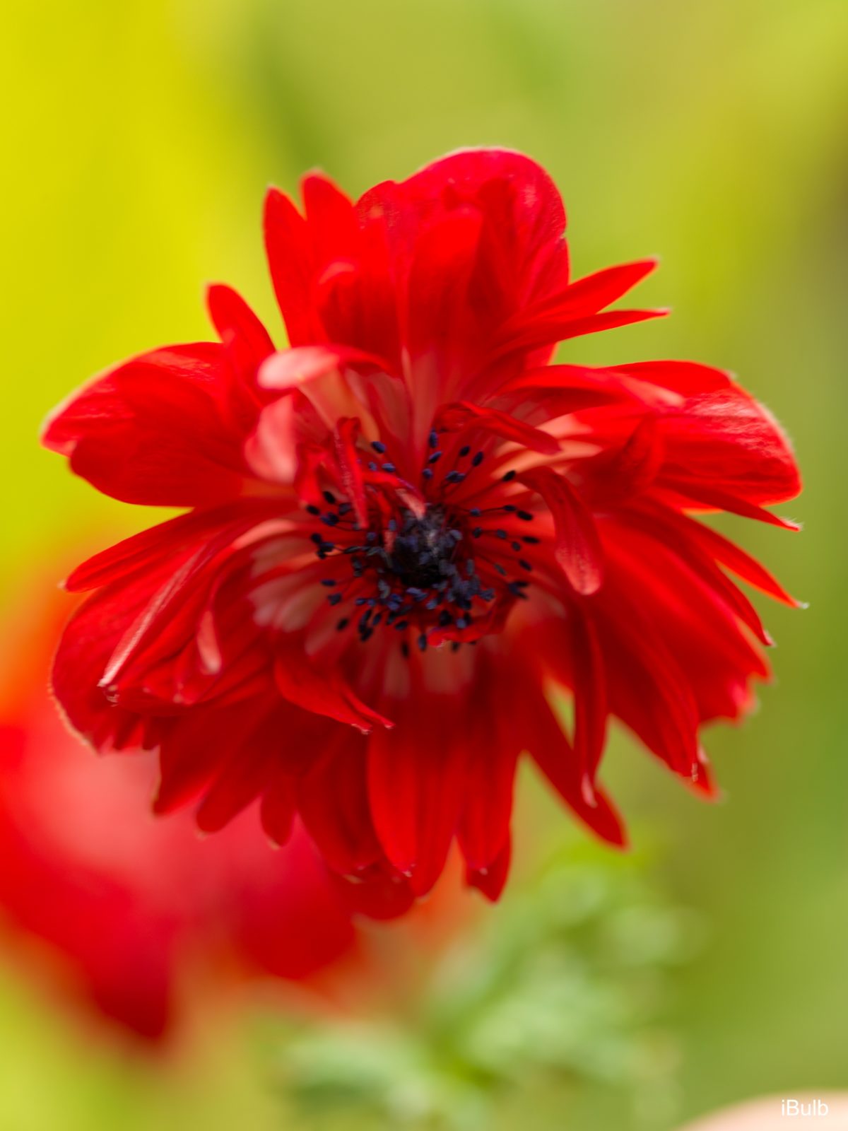 Anemone coronaria THE GOVERNOR