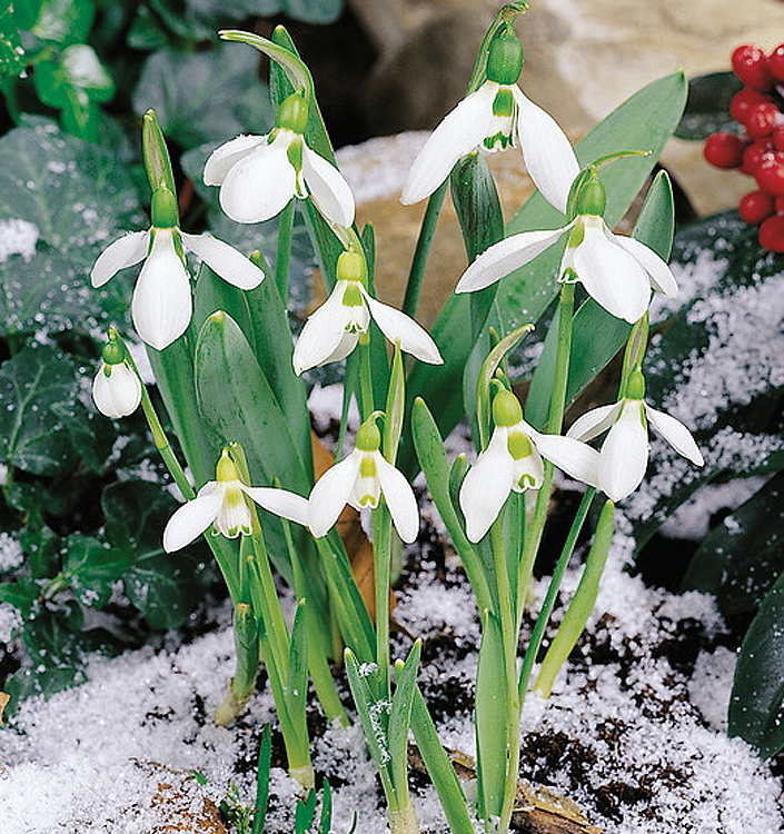 Galanthus elwesii